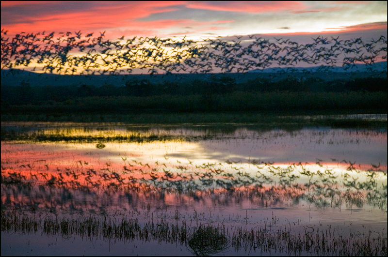 Bosque del Apache 2013